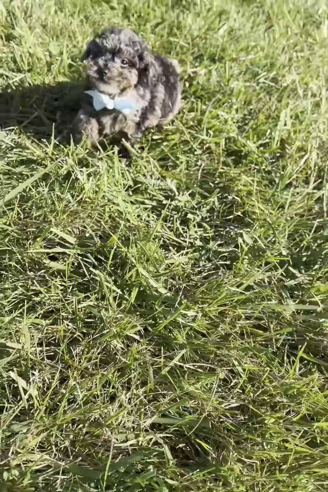 Toy Poodle dogs for sale: Tiana - Video 1