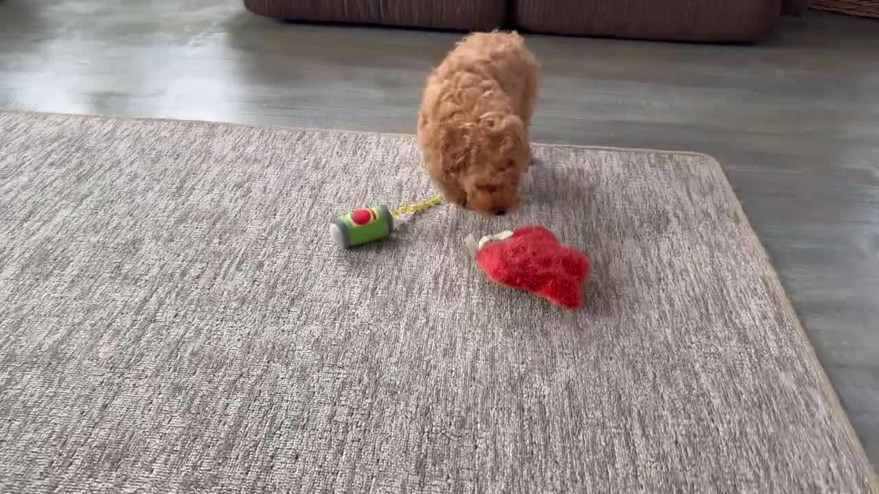 Toy Poodle dogs for sale: Tyson - Video 1