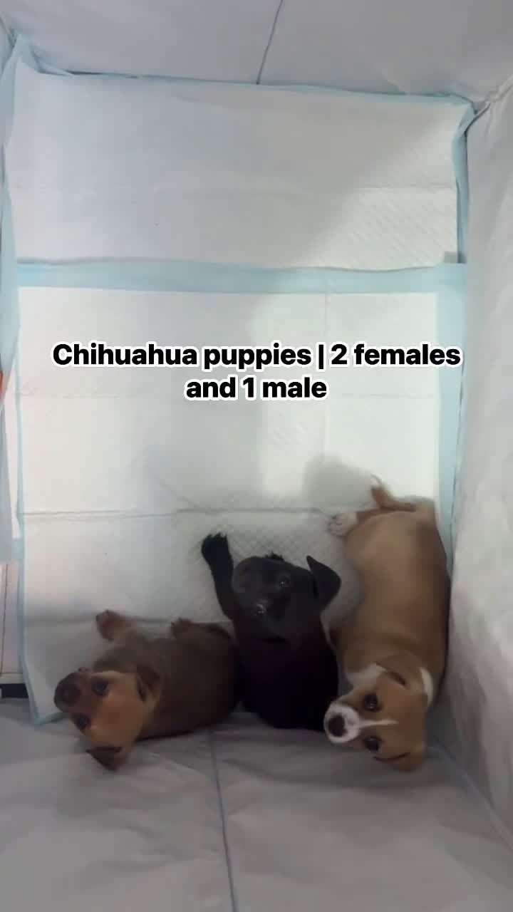 Chihuahua dogs for sale: Chihuahua Puppy 1 - Video 4