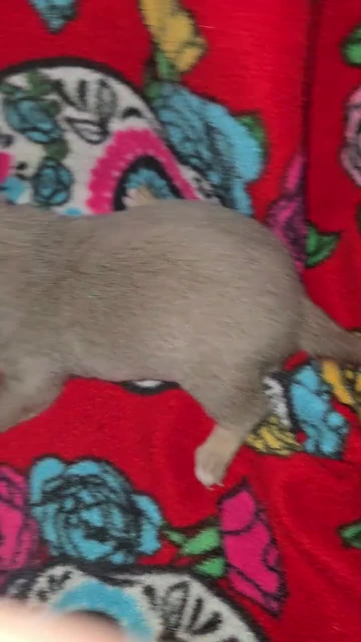 Chihuahua dogs for sale: Blue Girl - Video 1