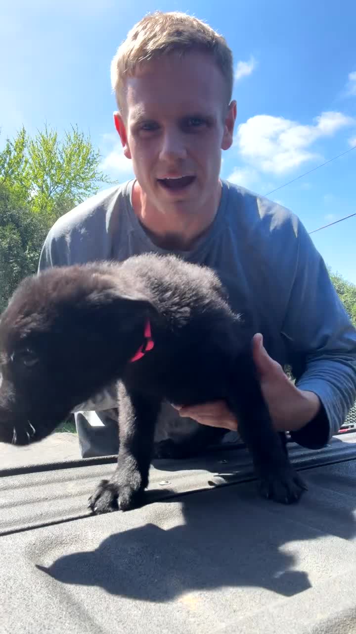 German Shepherd dogs for sale: German Shepherd Puppy 1 - Video 1