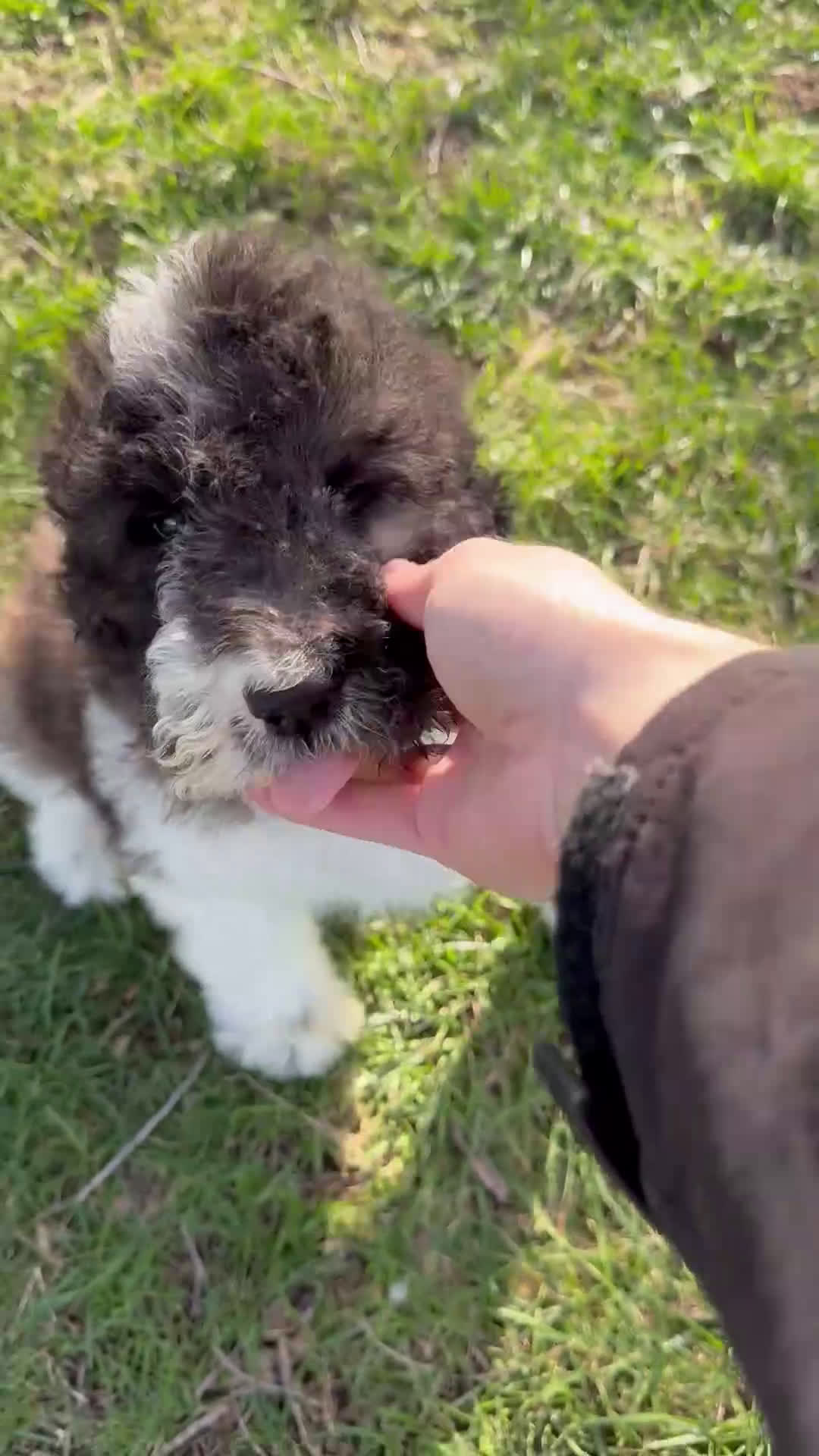Saint Berdoodles dogs for sale: Georgia - Video 5