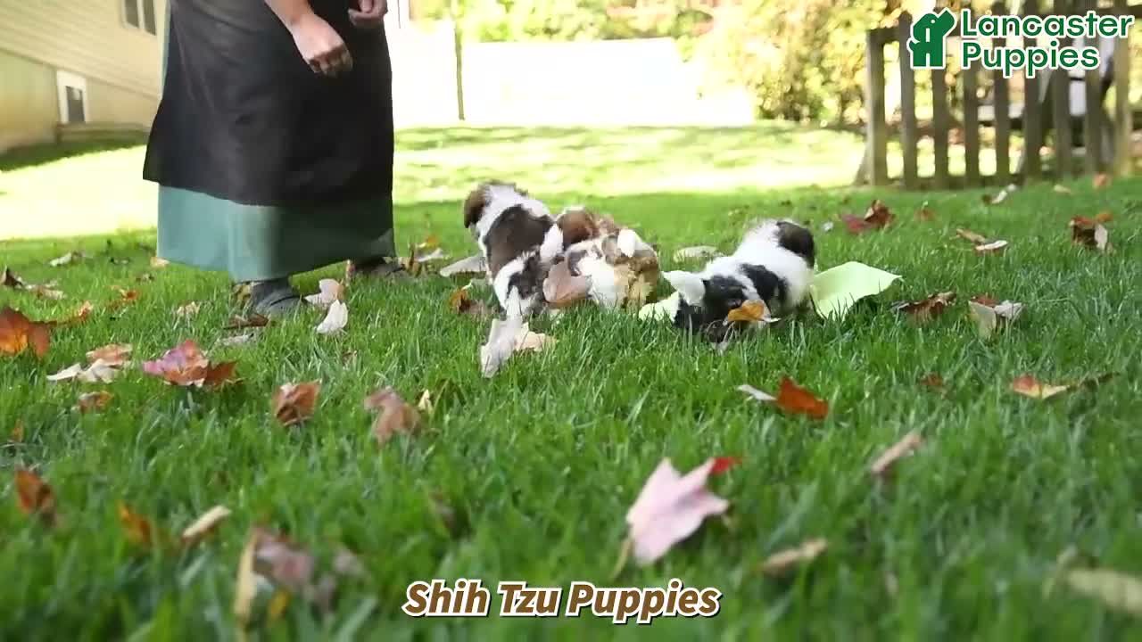 Shih Tzu dogs for sale: Cinnamon - Video 1