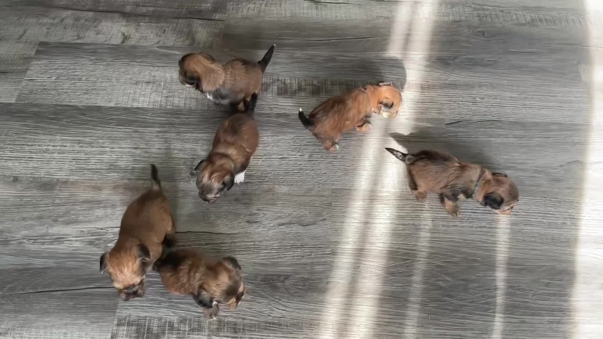 Shorkie dogs for sale: Luigi - Video 2