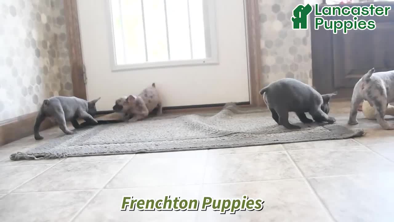 Frenchton dogs for sale: Brady - Video 1