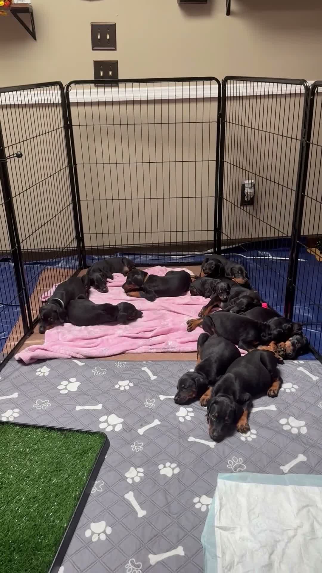 Doberman Pinscher dogs for sale: Doberman Pinscher 3 - Video 2