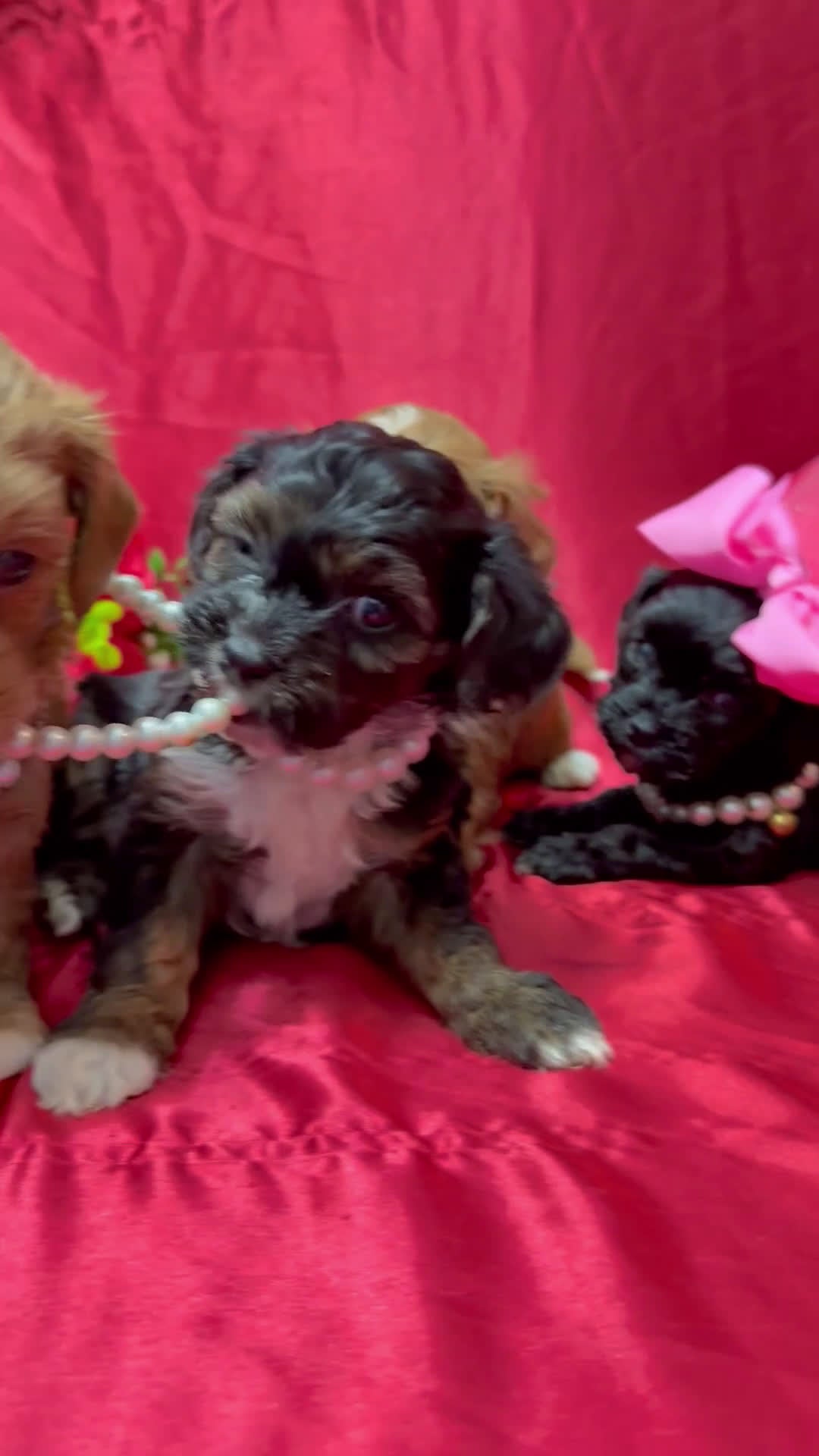 Yorkiepoo dogs for sale: York - Video 3