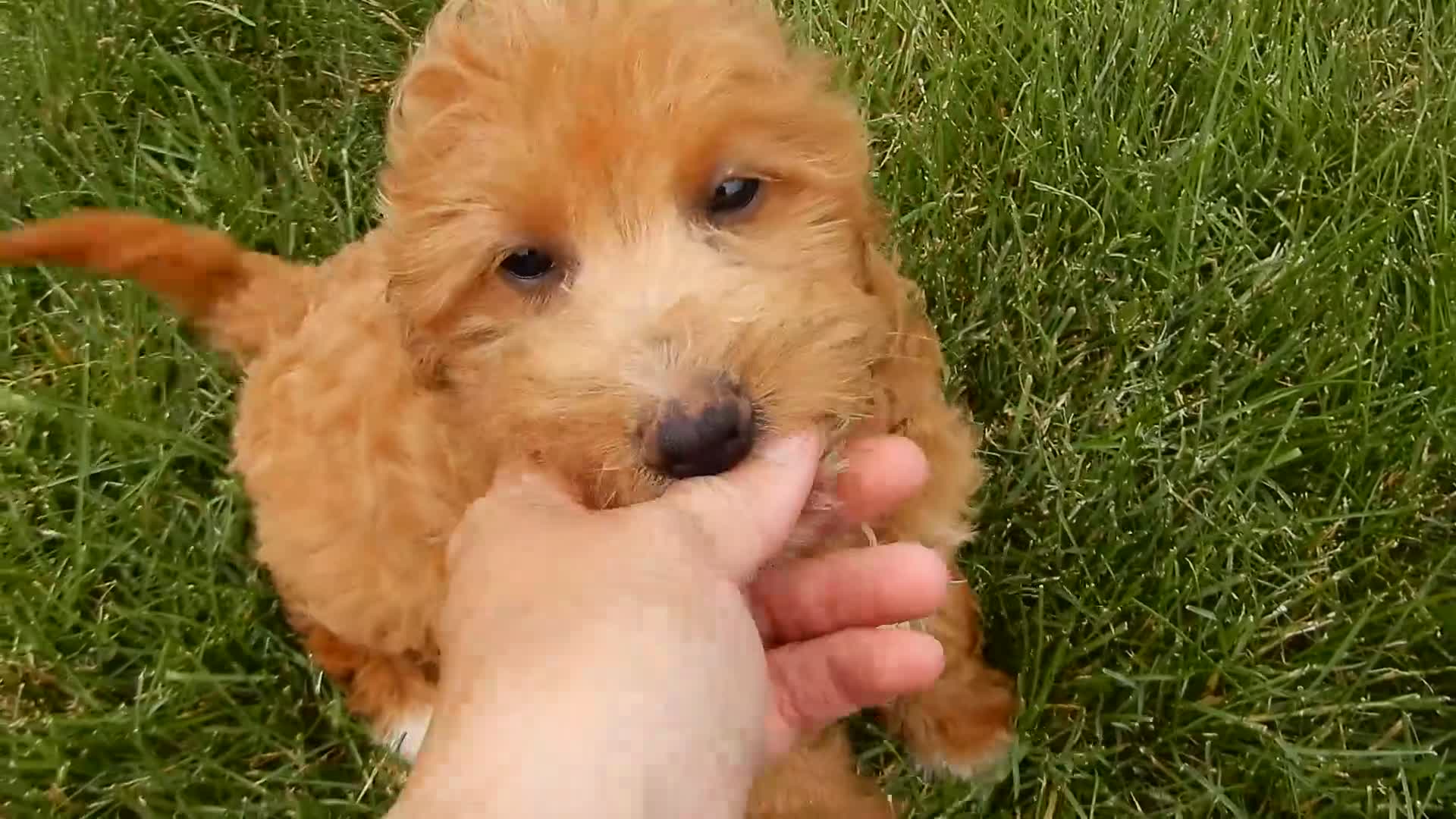 Mini Goldendoodle dogs for sale: Douglas - Video 1