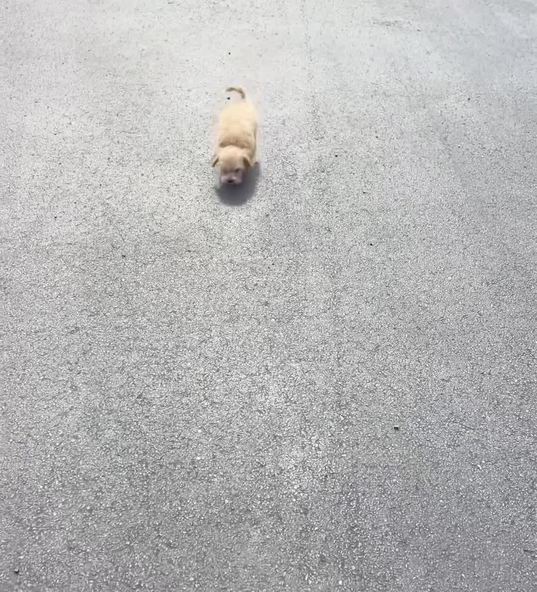 Maltipoo dogs for sale: Fern - Video 1
