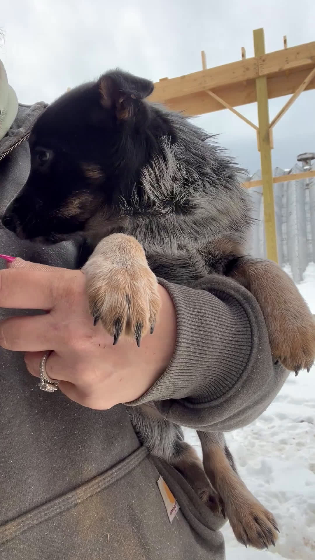 Australian Cattle Dog dogs for sale: Nellie - Video 2