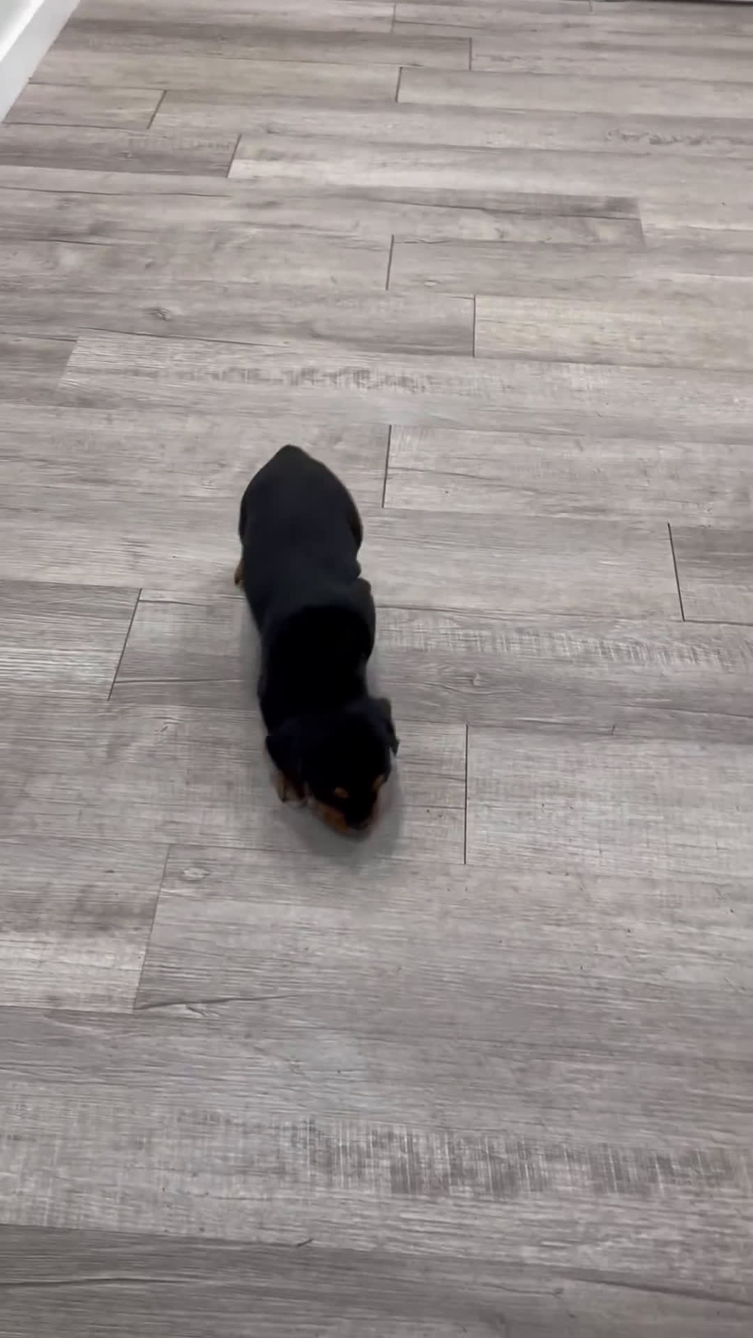 Mixed Breed dogs for sale: Gage - Video 1