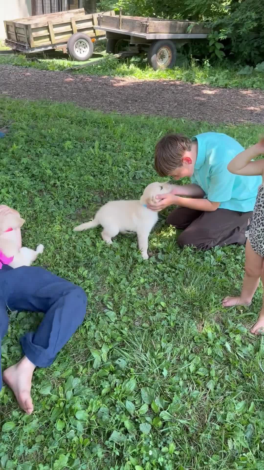Golden Retriever dogs for sale: Jasper - Video 1