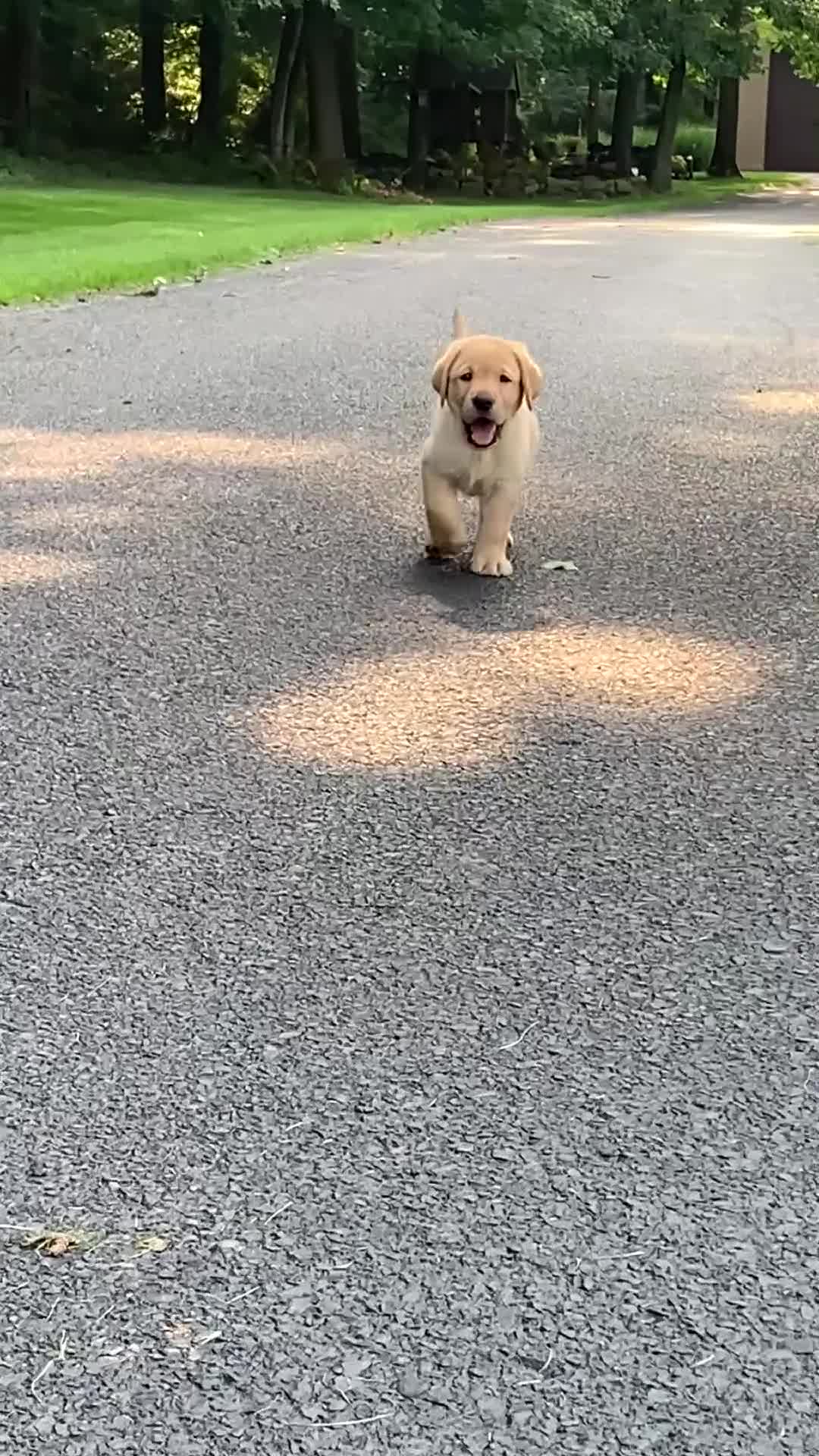 Labrador Retriever dogs for sale: Bentley - Video 1