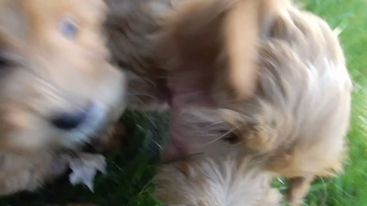 Mini Goldendoodle dogs for sale: Izzy - Video 1