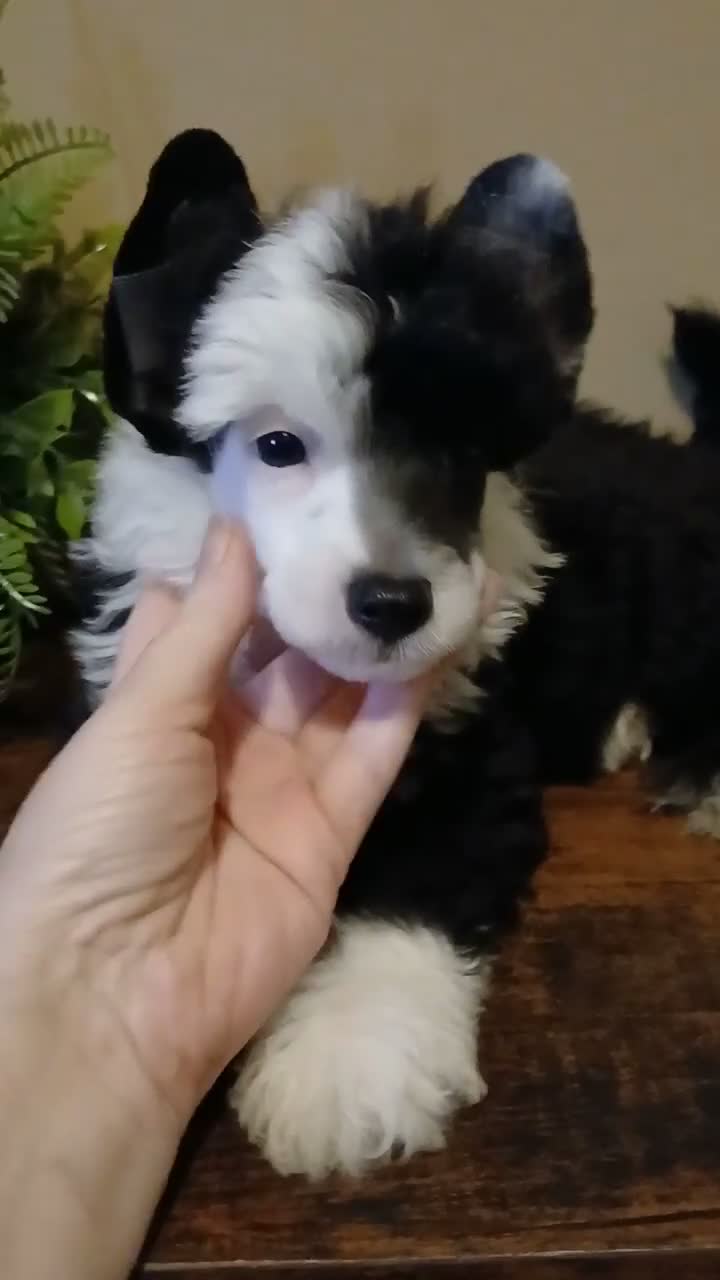 Chinese Crested dogs for sale: Pluto - Video 1