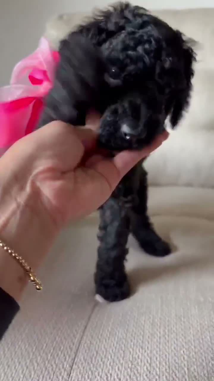Standard Poodle dogs for sale: Poppy  - Video 1