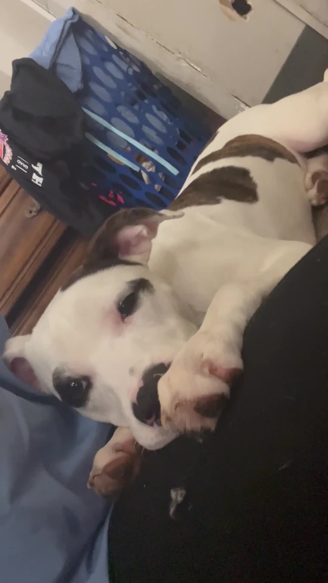 American Pit Bull Terrier dogs for sale: American Pit Bull Terrier 7 - Video 1