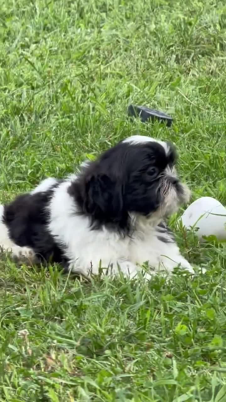 Shih Tzu dogs for sale: Shane Shih Tzu  - Video 3