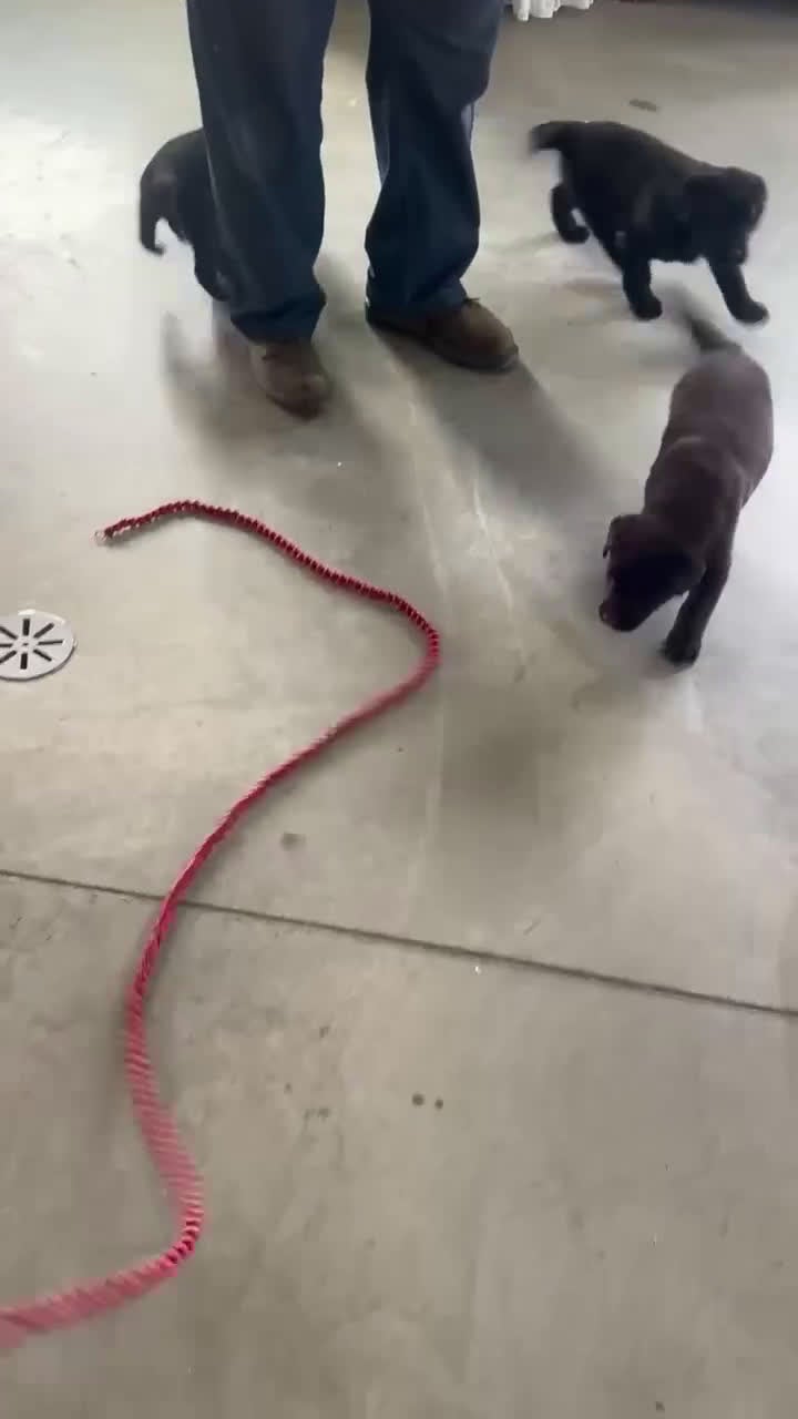 Labrador Retriever dogs for sale: Cloe - Video 3