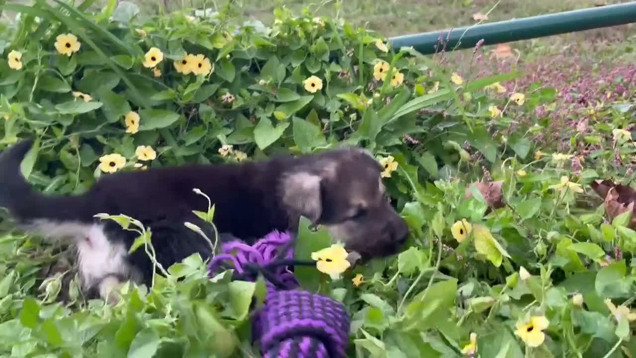 German Shepherd dogs for sale: Amethyst  - Video 1