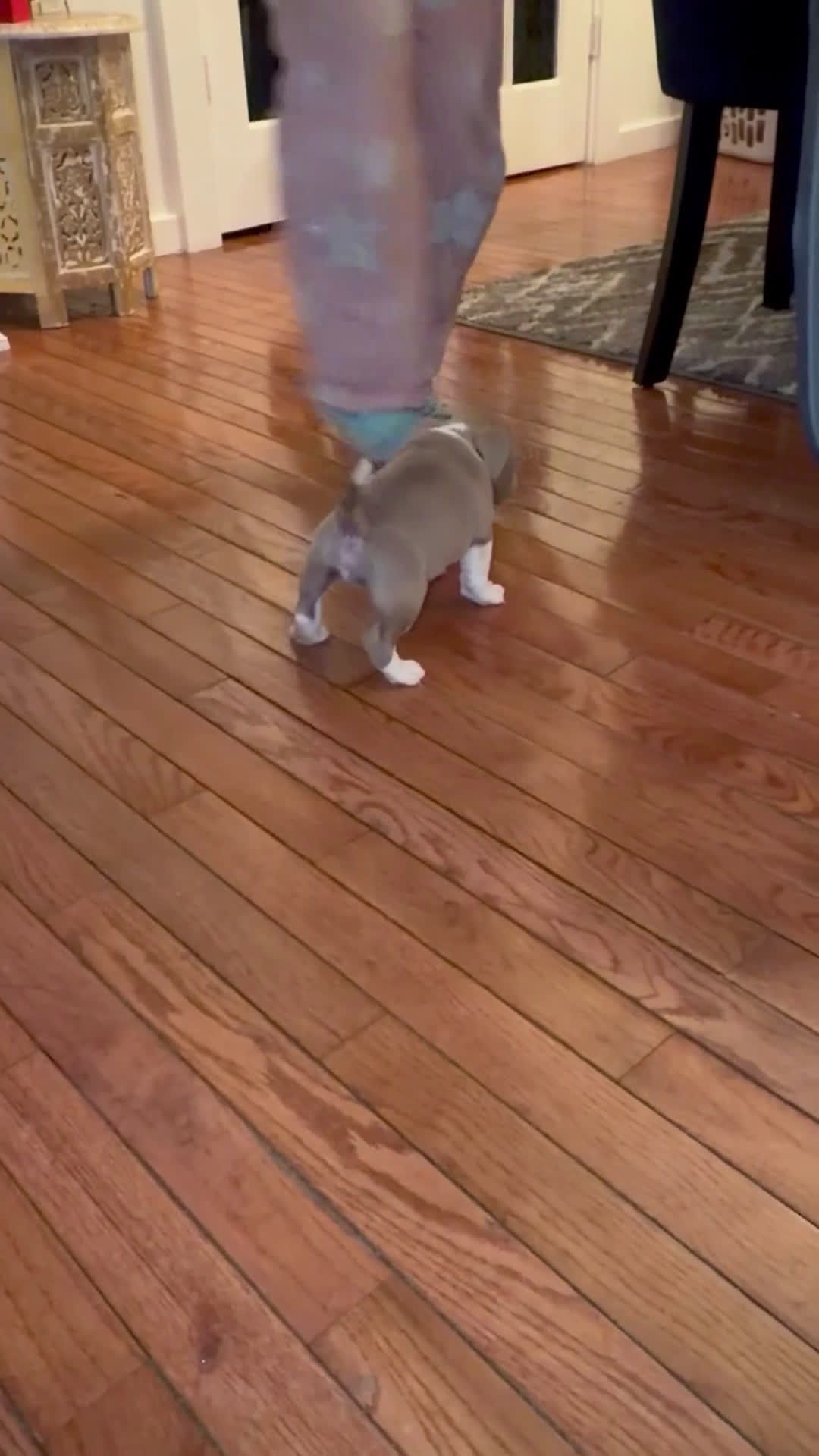 American Bully dogs for sale: American Bully Puppy 1 - Video 1