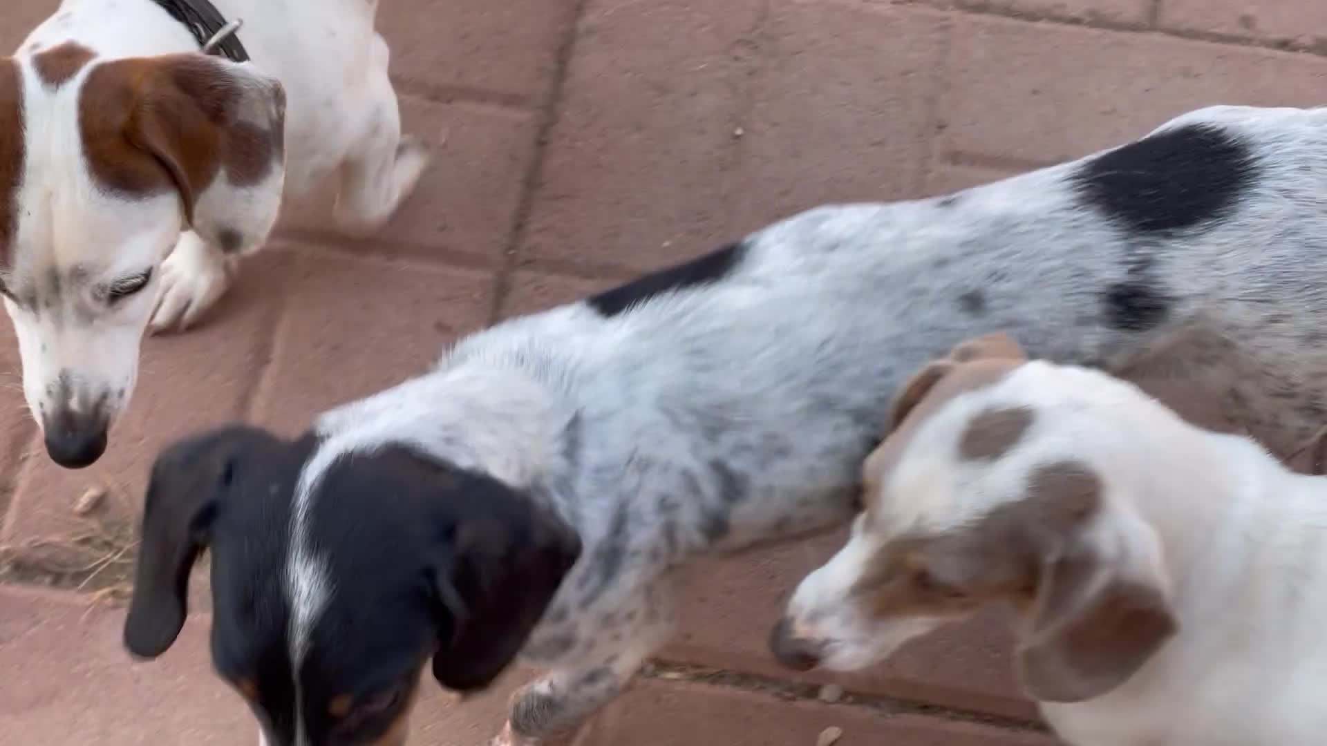 Dachshund dogs for sale: Dudley - Video 1