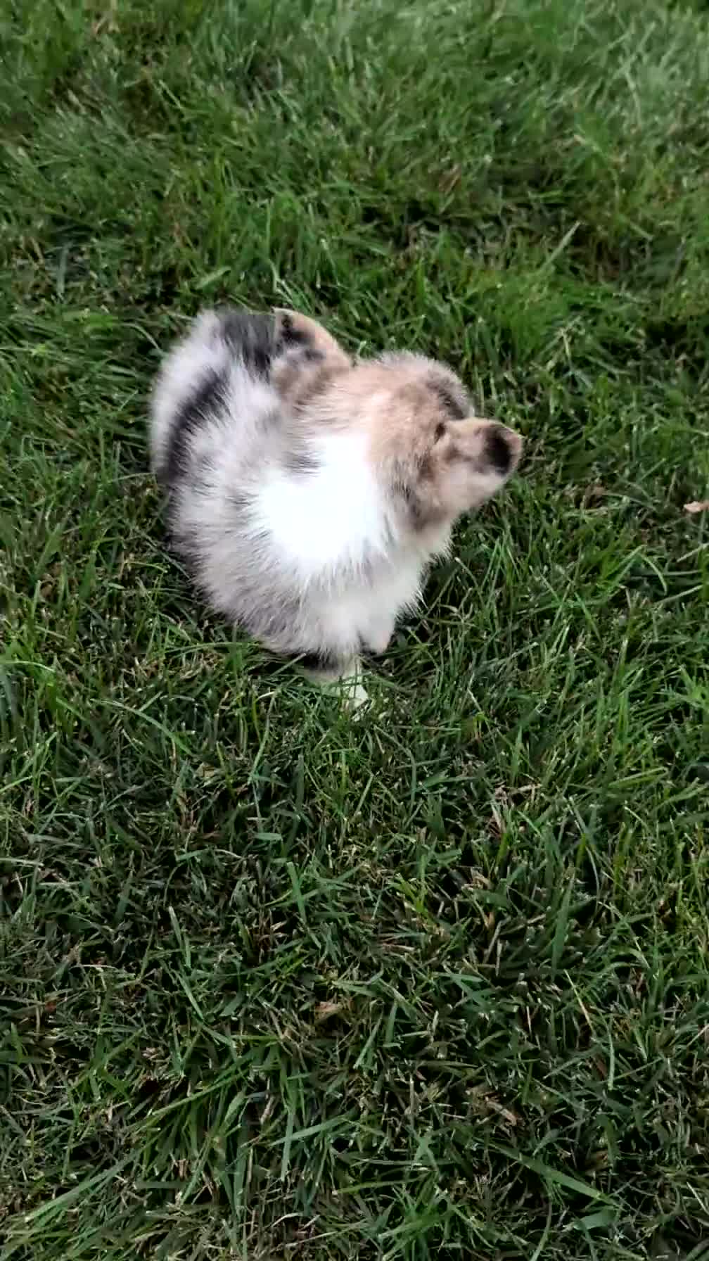 Welsh Corgi Pembroke dogs for sale: Jagger - Video 6