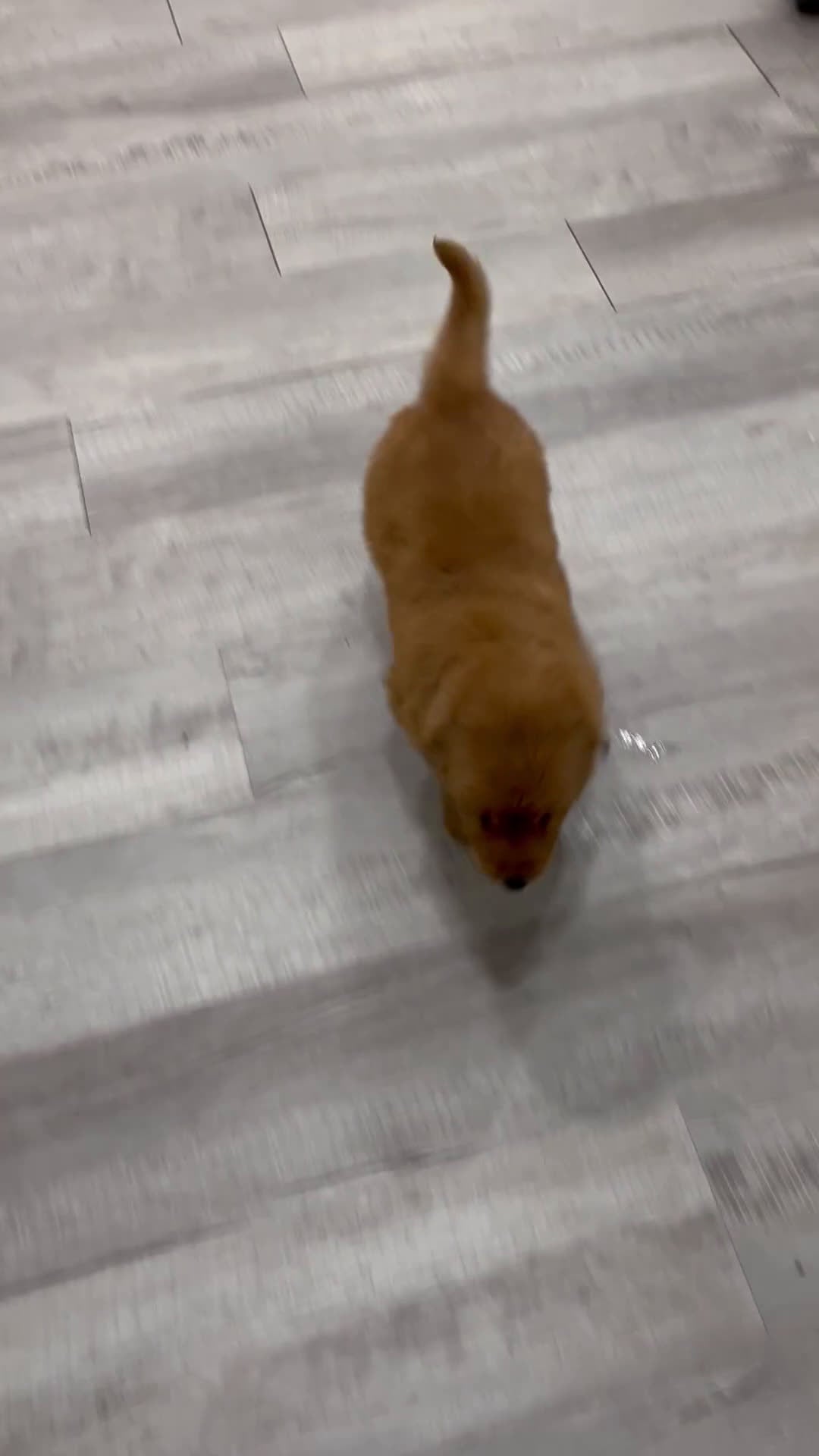 Golden Retriever dogs for sale: Molly - Video 1