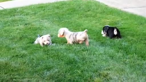 Beabull dogs for sale: Bo - Video 3