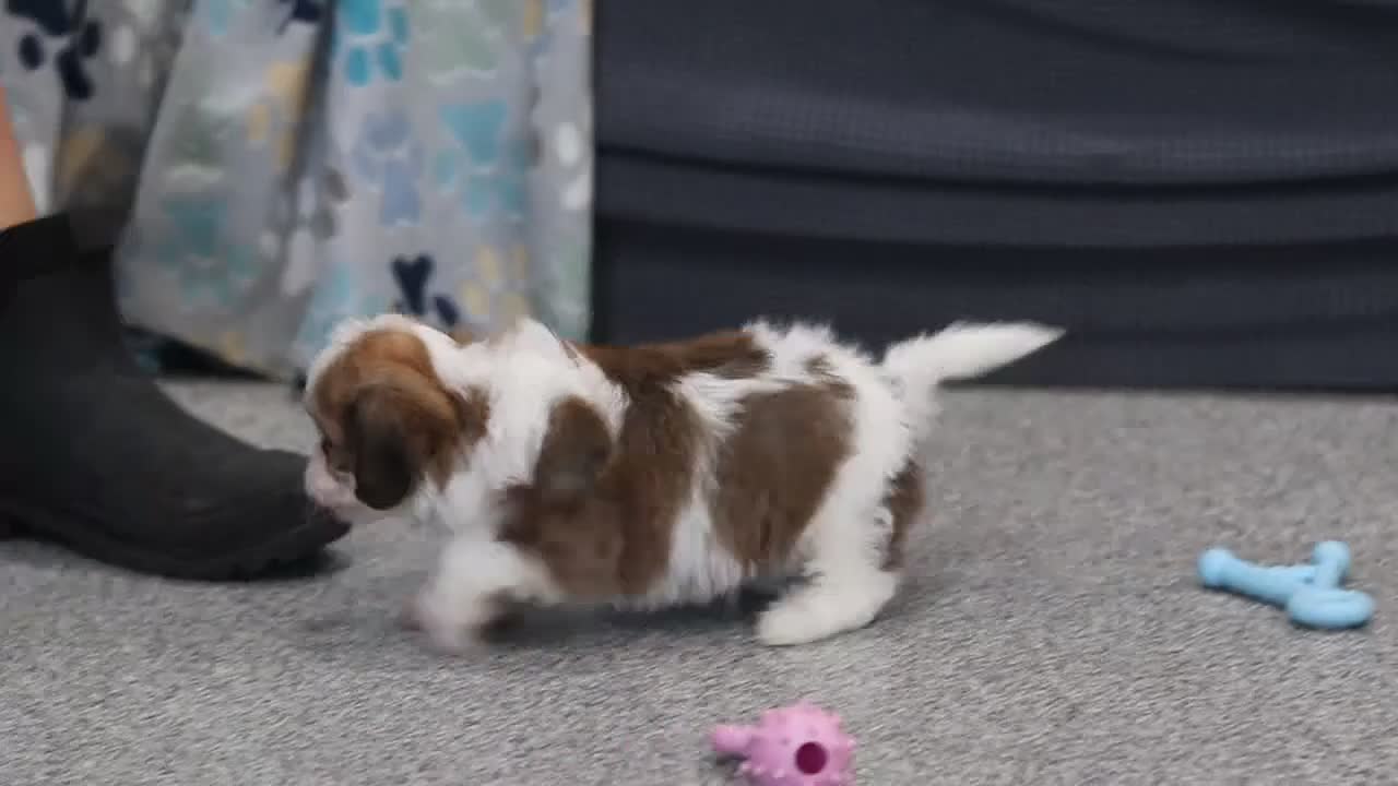 Cavachon dogs for sale: Scout - Video 1