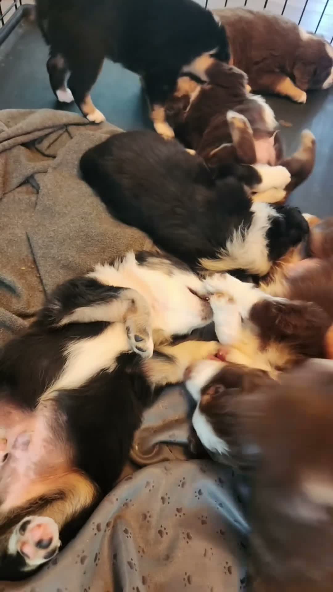 Miniature Australian Shepherd dogs for sale: Miniature Australian Shepherd 1 - Video 3