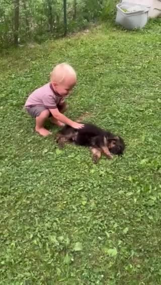German Shepherd dogs for sale: Gracie - Video 1