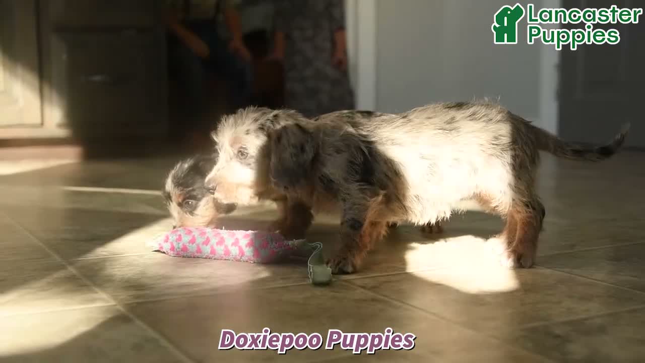 Doxiepoo dogs for sale: Autumn - Video 1