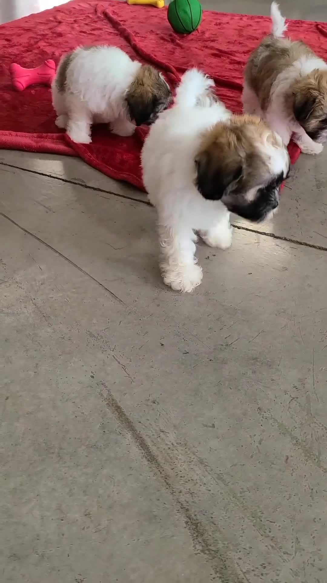 Teddy Bear dogs for sale: Millie - Video 1
