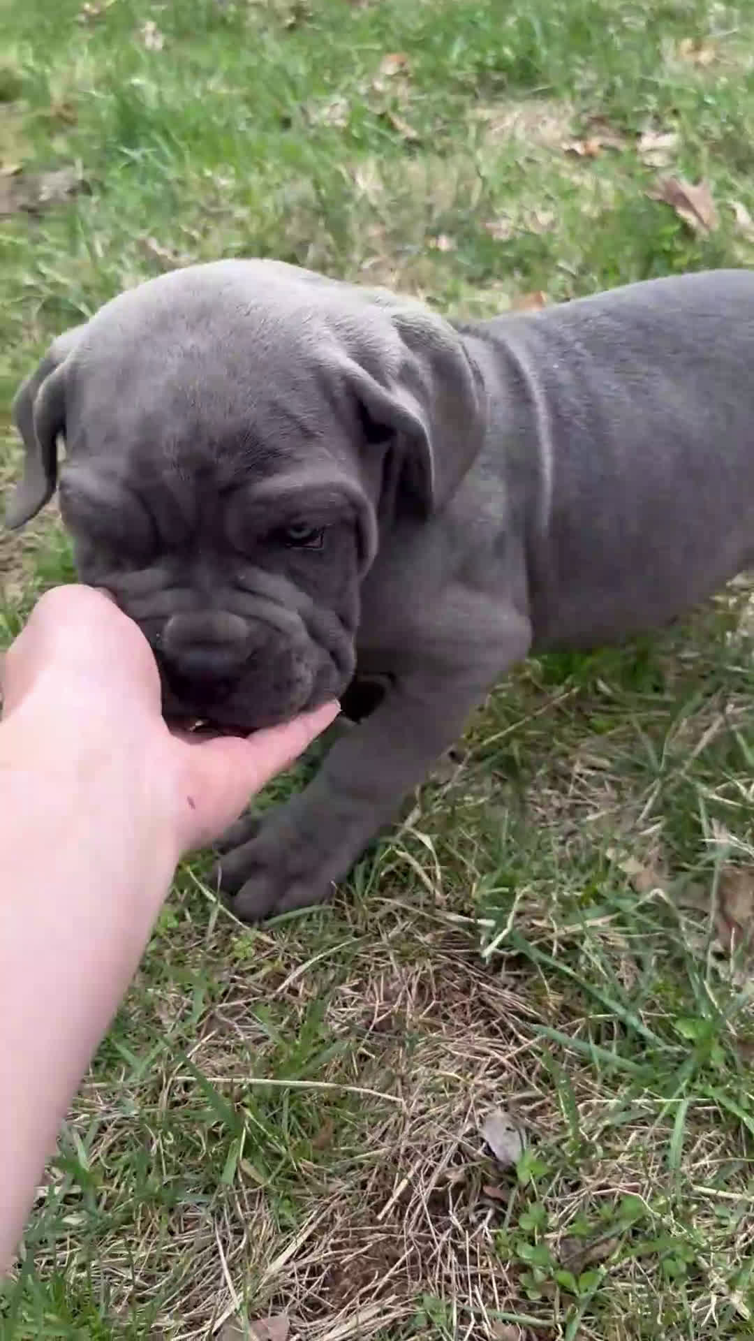 Cane Corso dogs for sale: Cane Corso Puppy 3 - Video 1