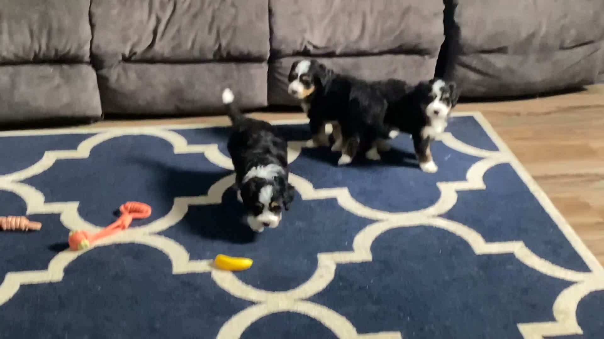 Mini Bernedoodle dogs for sale: Bailey - Video 1