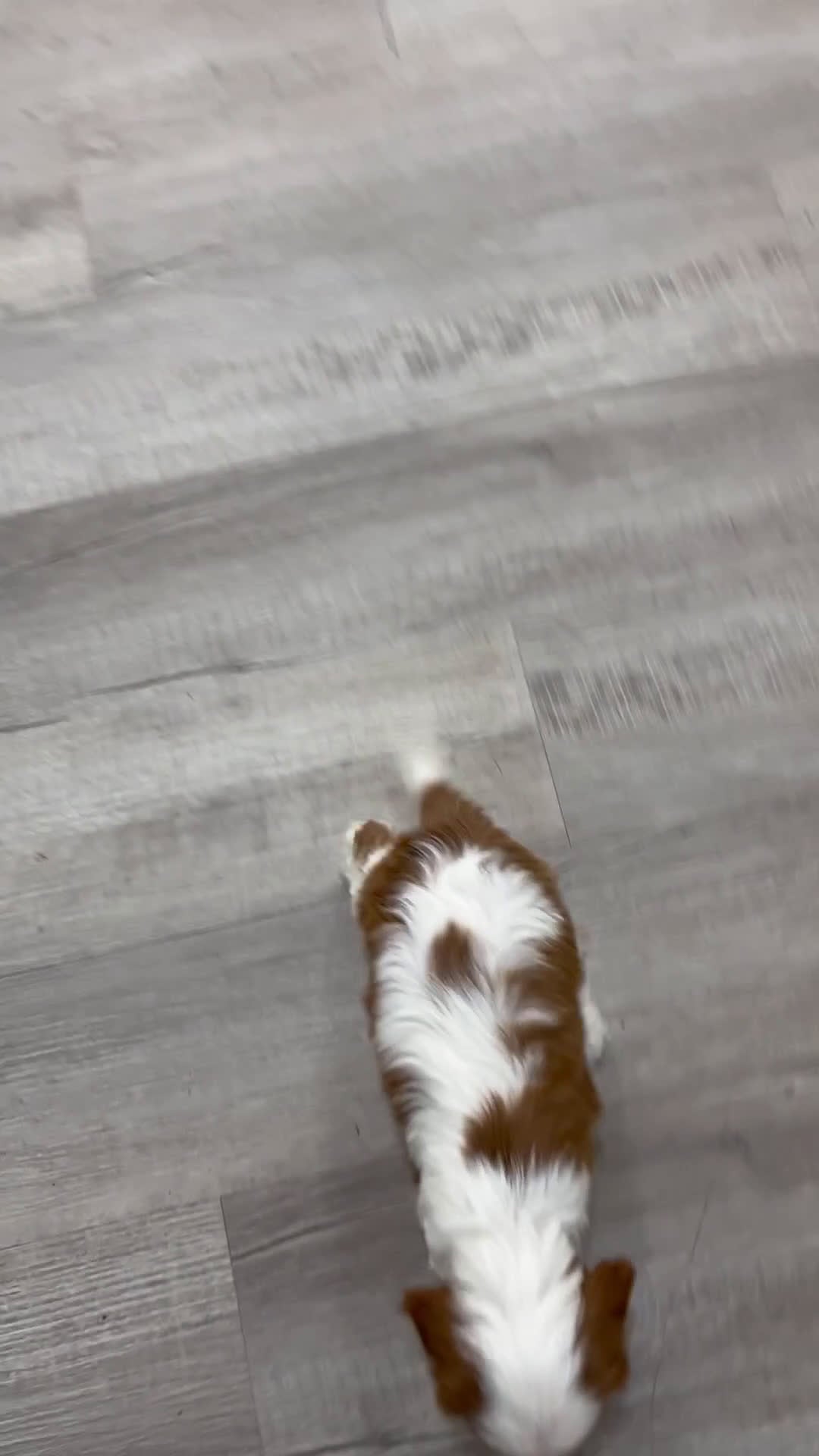 Cavalier King Charles Spaniel dogs for sale: Valor - Video 1