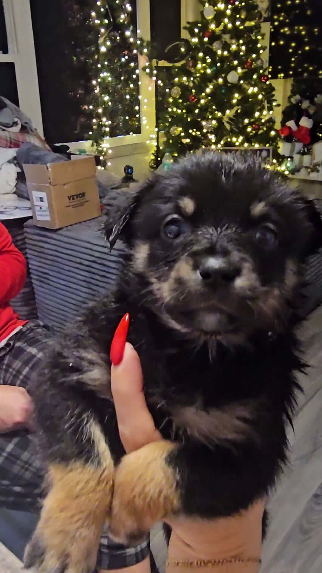 Mixed Breed dogs for sale: The Enchanted Pomalier 🐾 - Video 7