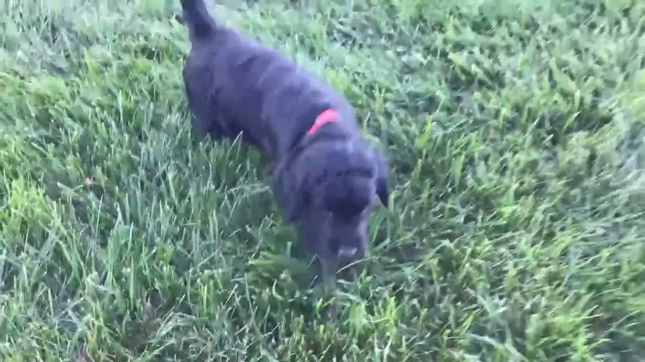 Goldendoodle dogs for sale: Dolly - Video 1