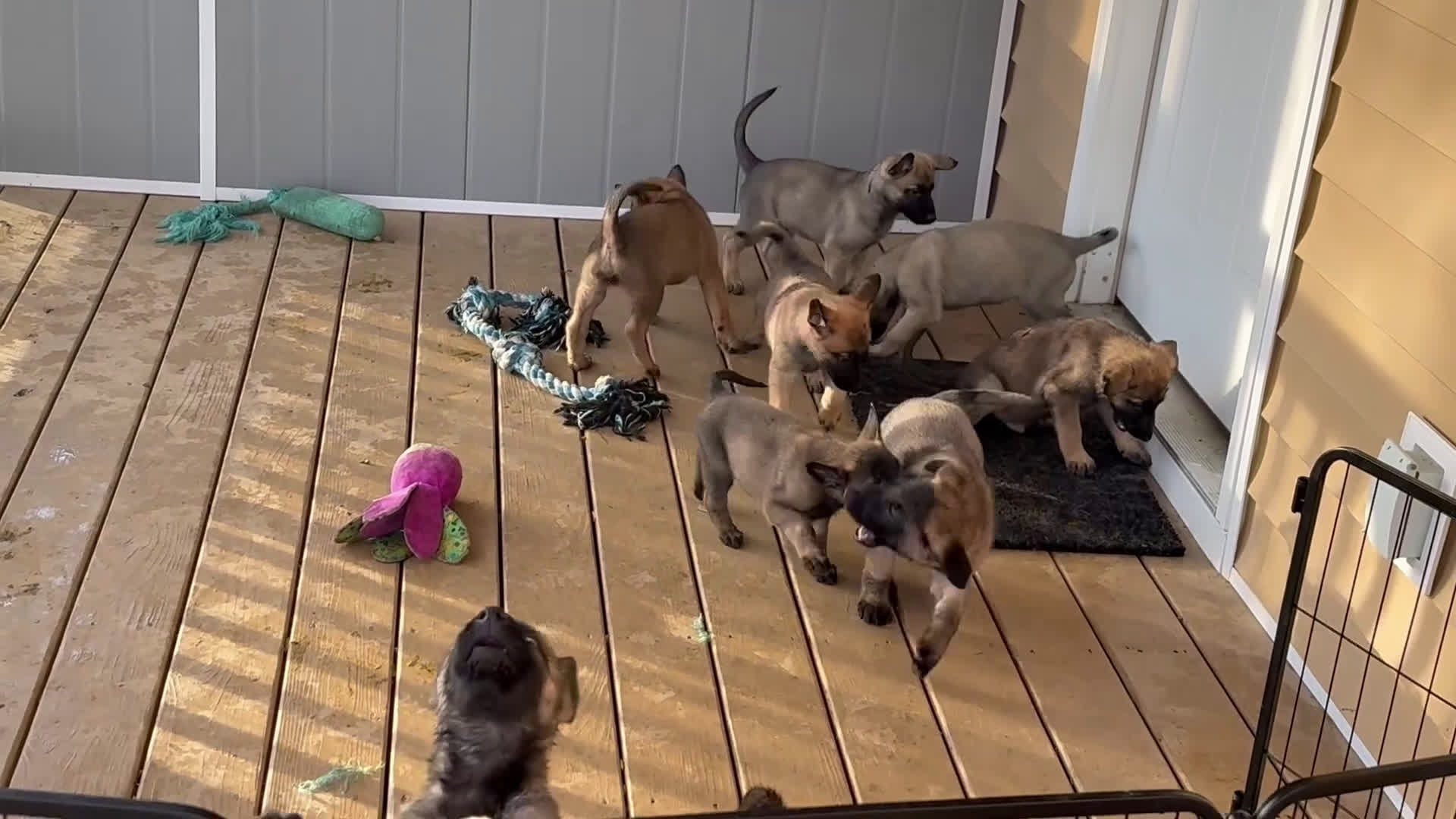 Mixed Breed dogs for sale: Purple - Video 3