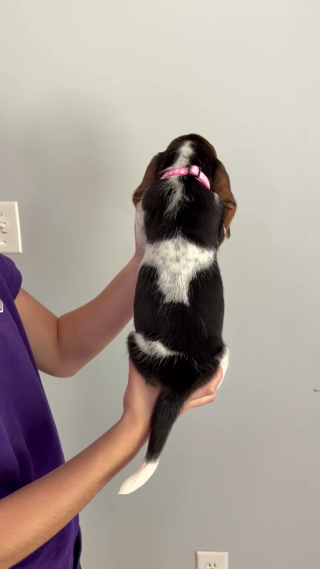 Basset Hound dogs for sale: Tooty - Video 1