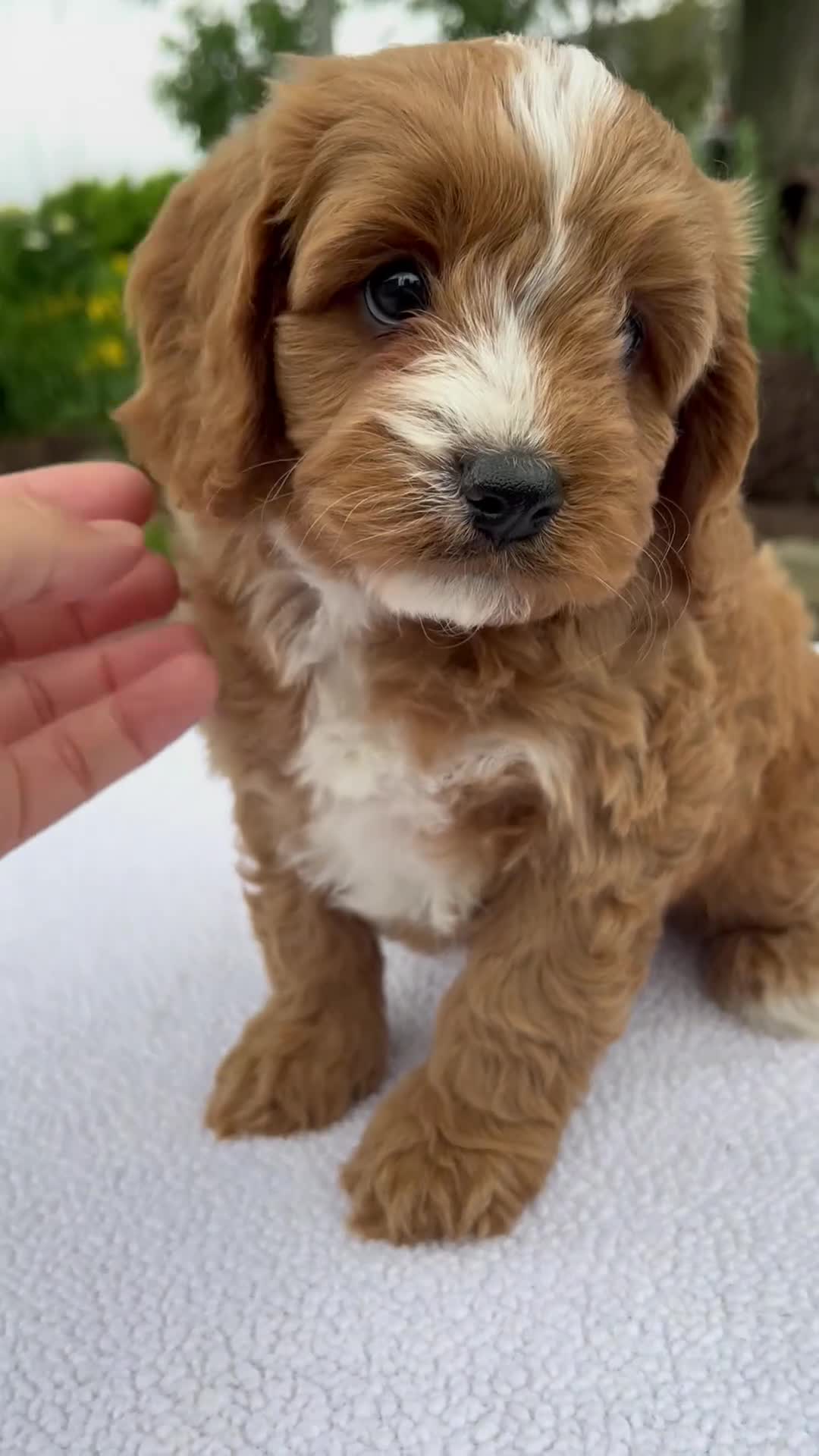 Cavapoo dogs for sale: Gus - Video 1