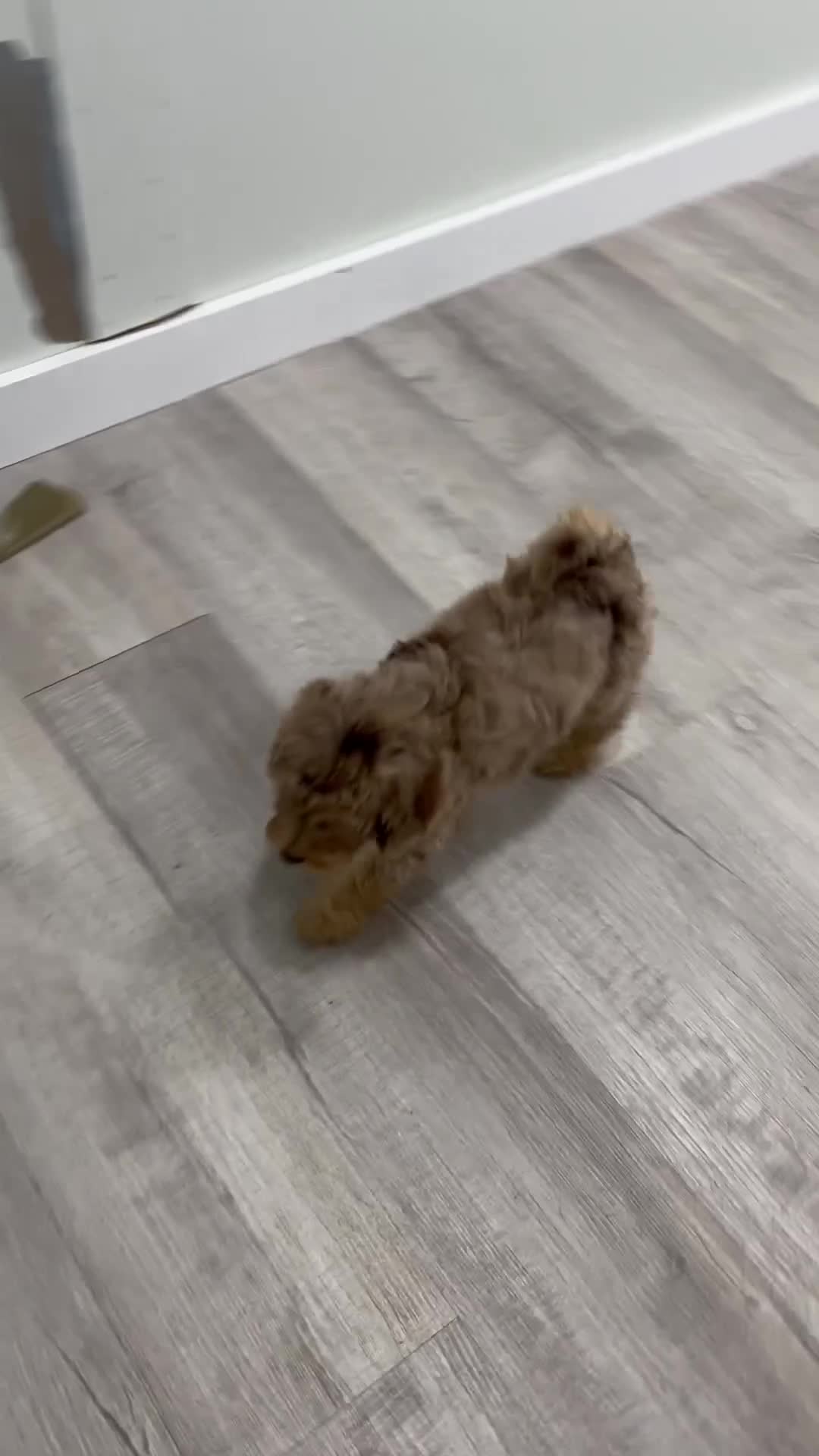 Miniature Poodle dogs for sale: Pearl - Video 1