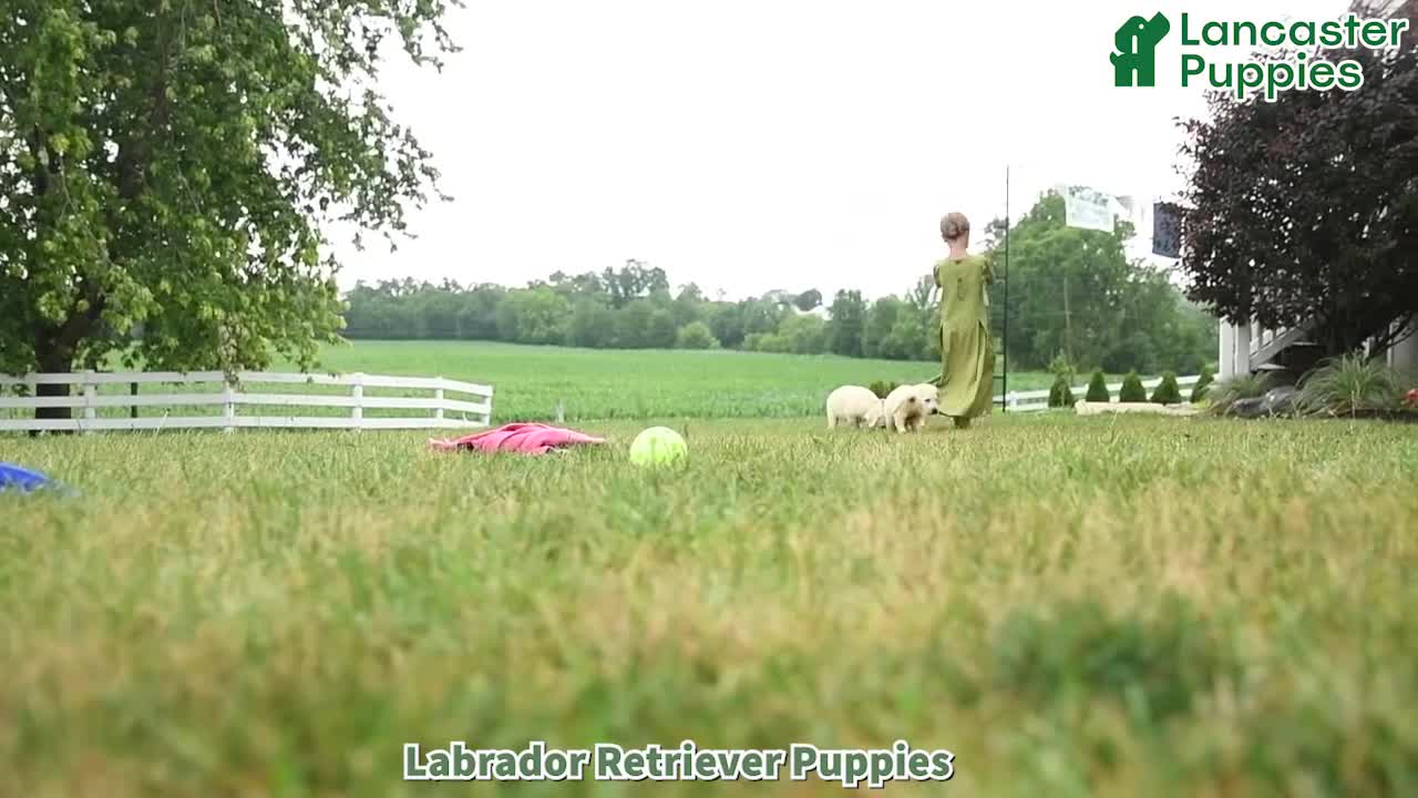 Labrador Retriever dogs for sale: Billy - Video 1