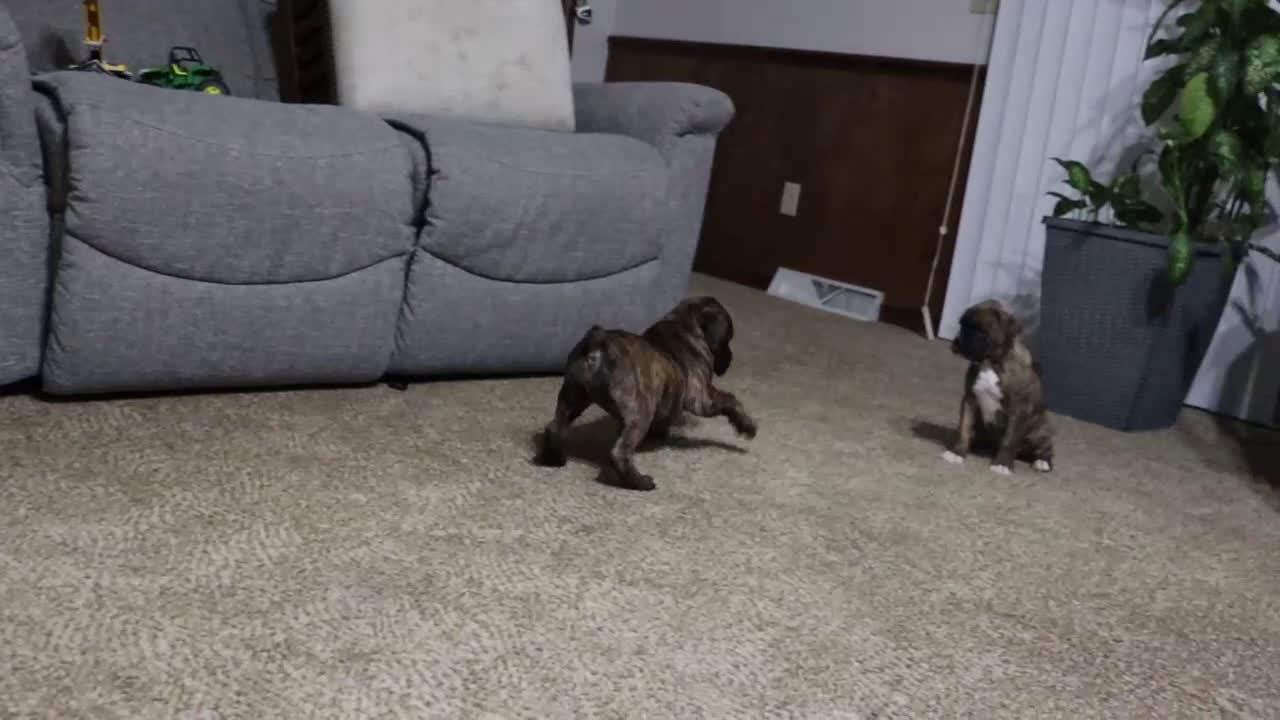 Boxer dogs for sale: Molly - Video 2