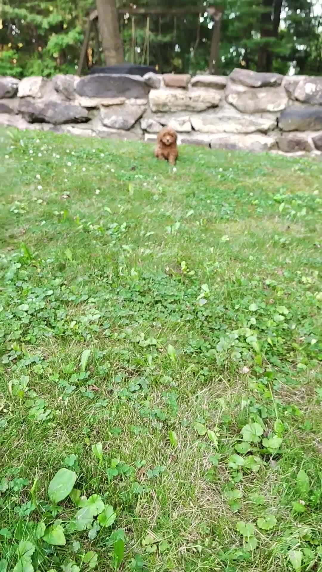 Mini Goldendoodle dogs for sale: Tucker - Video 5