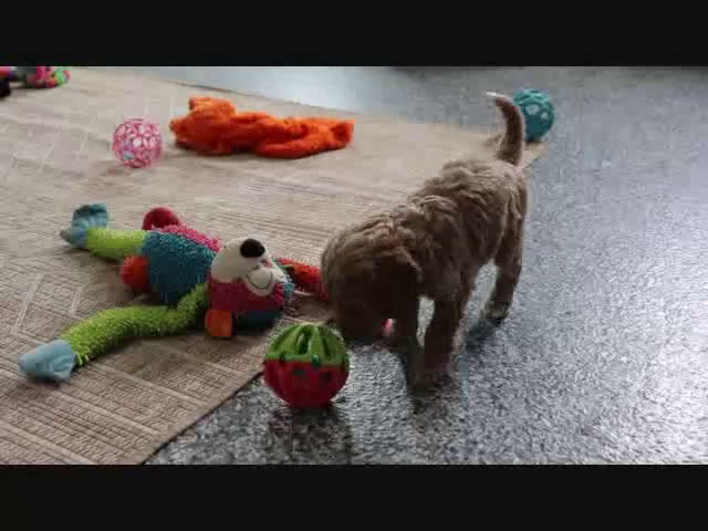 Mini Goldendoodle dogs for sale: Sarge - Video 7