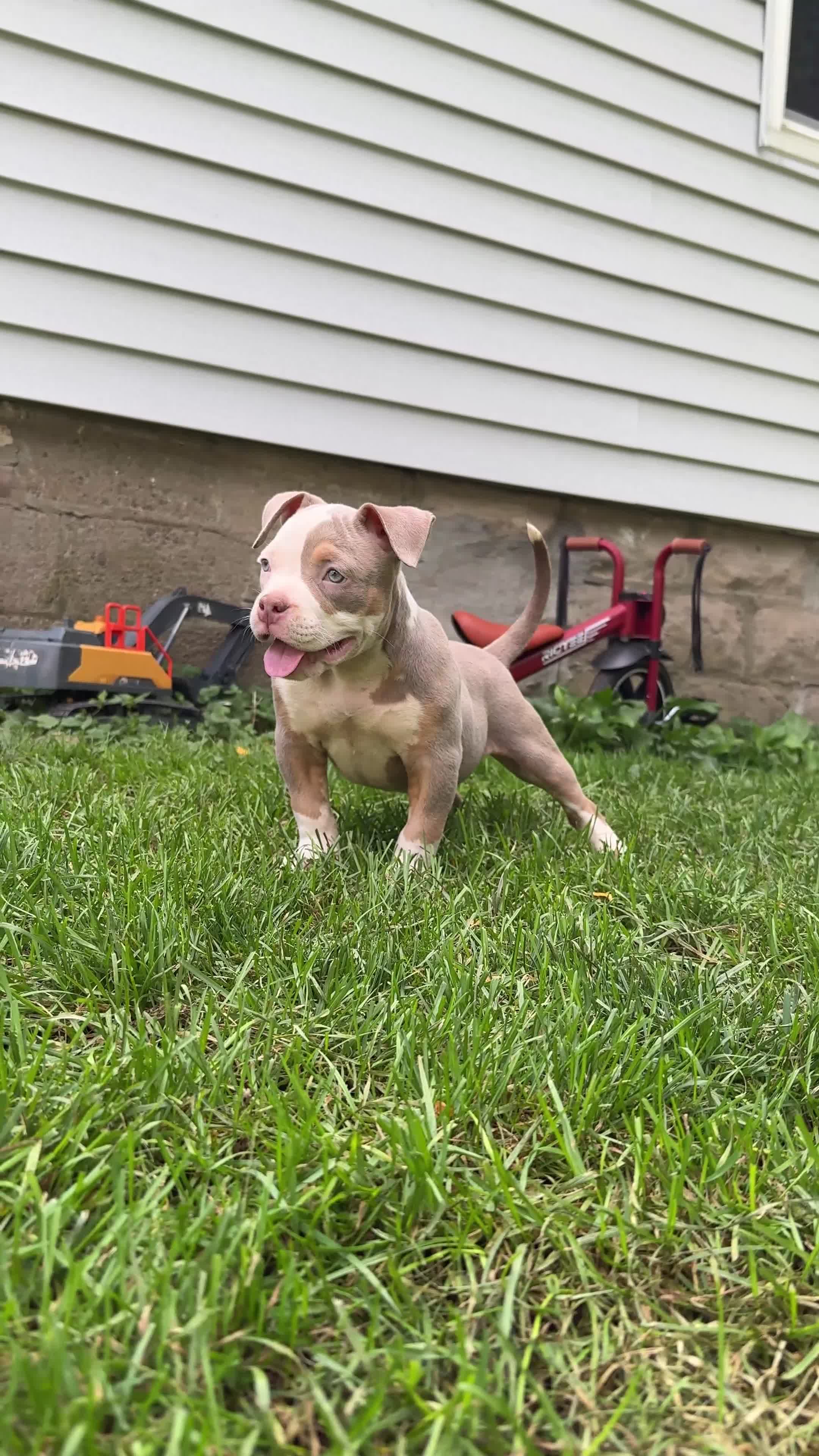American Bully dogs for sale: Luck  - Video 2