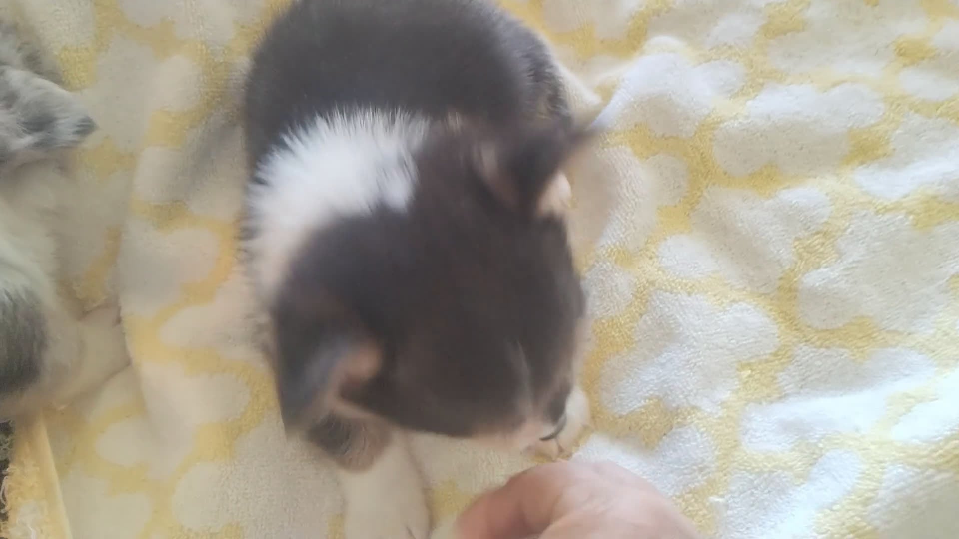 Welsh Corgi Pembroke dogs for sale: Welsh Corgi Pembroke Puppy 1 - Video 1