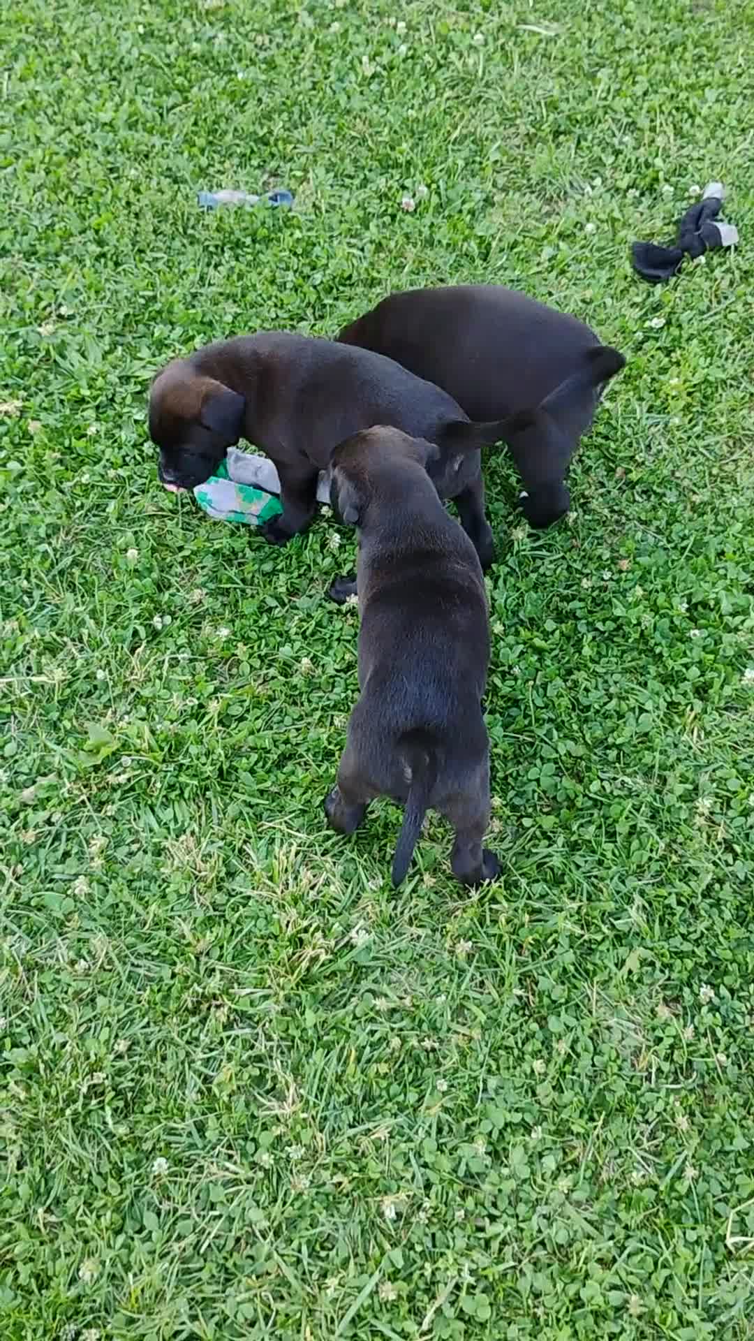 Boxador dogs for sale: Daisy - Video 3
